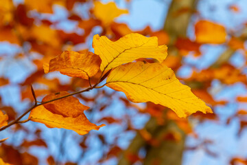 Autumn coloured beech leaves on a grey background in a forest. Autumn nature