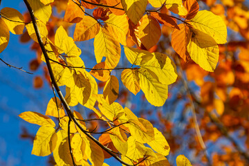 Autumn coloured beech leaves on a grey background in a forest. Autumn nature