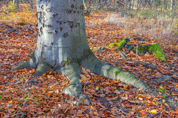 A close-up of a forest floor covered in autumn leaves, bathed in the golden light of the setting sun. Large tree roots, covered in moss, spread across the ground, mystic, enchanting