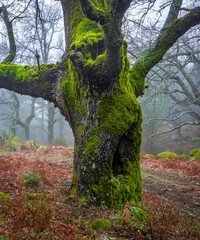 Fototapeta premium Oak with and wooden gate in the fog at Graja gorge