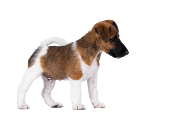 Cute white with brown Smooth Fox Terrier dog pup, standing side ways. Looking side ways away from camera. Isolated cutout on a transparent background.