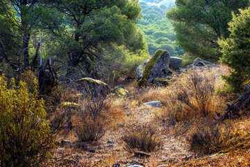 Verano en el pinar