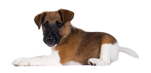 Cute white with brown Smooth Fox Terrier dog pup, laying down side ways. Looking towards camera....