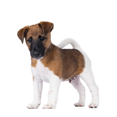 Cute white with brown Smooth Fox Terrier dog pup, standing side ways. Looking towards camera. Isolated cutout on a transparent background.