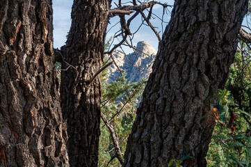 Risco del Yelmo tras los pinos