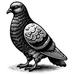 Obraz premium Pigeon Illustration