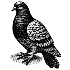 Pigeon Illustration