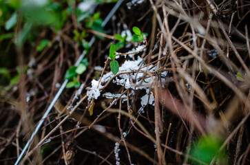 grass in the snow