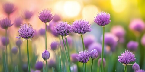 Fototapeta premium Close up macro photograph of a flowering chive plant thriving in a vibrant kitchen garden, showcasing the delicate blossoms and green foliage of the chive plant in its natural setting.