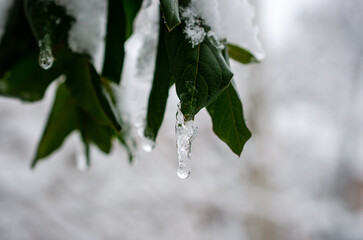 snow covered branches