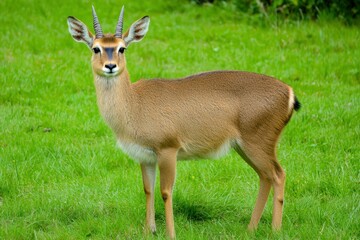 Obraz premium A tranquil image of a reedbuck standing alert in a grassy marshland