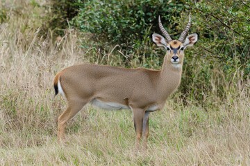 Fototapeta premium A tranquil image of a reedbuck standing alert in a grassy marshland