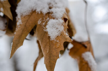 snow on the fence
