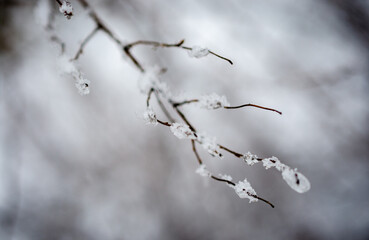 branches covered with snow
