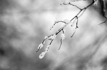 snow on branch