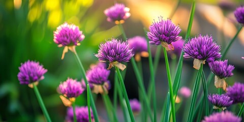 Fototapeta premium Close up macro photograph of a flowering chive plant thriving in a vibrant kitchen garden, showcasing the delicate blossoms and green foliage of the chive plant in its natural setting.