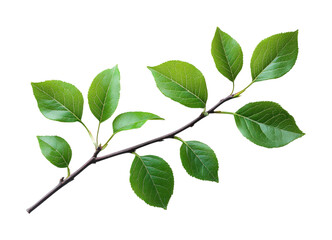 Vibrant green leaves on branch on nature minimalist style close-up view freshness concept isolated on transparent background png