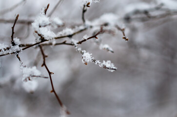 snow covered branches