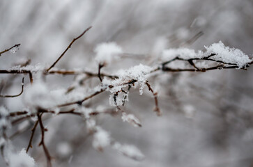 branches covered with snow