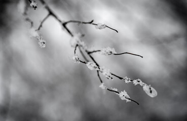 branches of a cherry tree