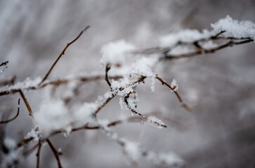 branches covered with snow