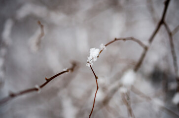 branch with snow
