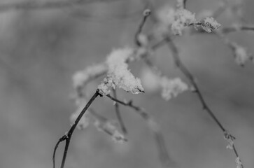 branches covered with snow