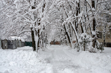 snow covered trees