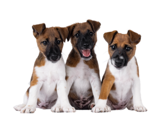 Three naughty smooth fox terrier dog puppies sitting facing front, next to each other on a row. Looking towards camera. Isolated cutout on a transparent background.