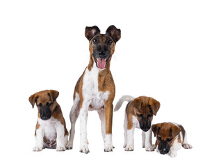 Proud nursing Smooth fox terrier dog, showing of her puppies. Looking straight to camera. Mouth open showing tongue. Isolated cutout on a transparent background.