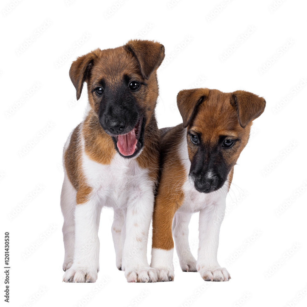 Poster Two naughty smooth fox terrier dog puppies standing next to each other on a row. Isolated cutout on a transparent background.