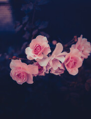 In the garden, at dusk on a summer's eve, beautiful pink roses bloom on a bush. The beauty of nature is truly romantic. Flora.