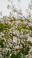 A tree with many branches and leaves is covered in white flowers