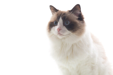Fluffy Ragdoll pet with expressive look, isolated on white background