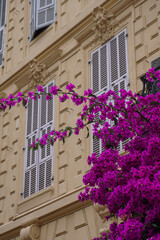 windows with flowers