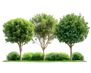 Three Lush Green Trees and Shrubs in a Row Transparent Background, PNG