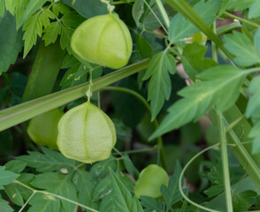 Balloon vine or Heart seed fruit is a green, thin, almost round fruit with medicinal properties and is considered an invasive plant in some areas.