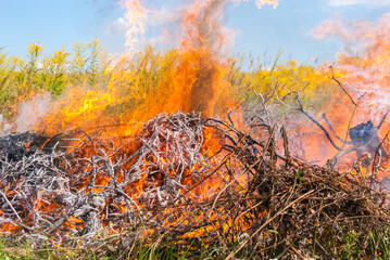 strong fire in the afternoon in the field close-up