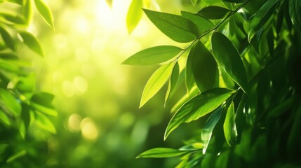Obraz premium Bright green leaves basking in sunlight in a lush forest setting during a sunny afternoon