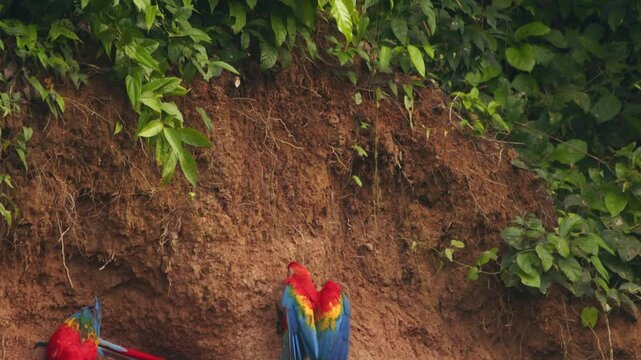 Incoming Scarlet Macaws compels a already feeding chestnut fronted macaw to evade it and bolt away at chuncho clay lick