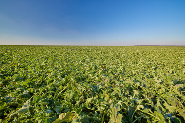 agricultural field with a rapeseed crop in January