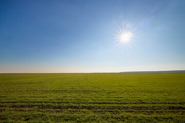 agricultural field with a wheat crop in January