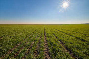 agricultural field with a wheat crop in January