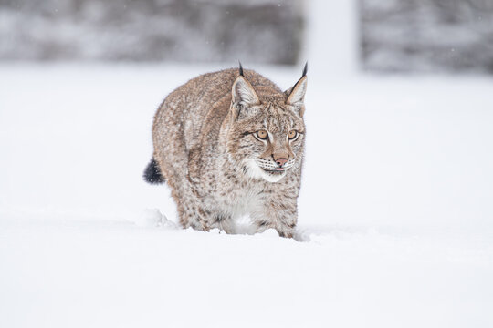 A young lynx walking gracefully on snow near the edge of a dense forest, its sharp eyes scanning the surroundings in the serene winter landscape.