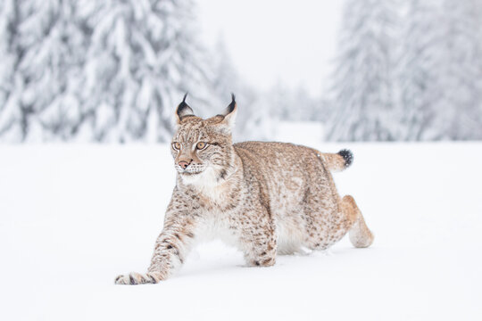 A young lynx walking gracefully on snow near the edge of a dense forest, its sharp eyes scanning the surroundings in the serene winter landscape.