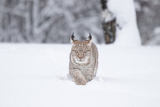 A young lynx walking gracefully on snow near the edge of a dense forest, its sharp eyes scanning the surroundings in the serene winter landscape.