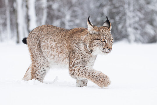 A young lynx walking gracefully on snow near the edge of a dense forest, its sharp eyes scanning the surroundings in the serene winter landscape.