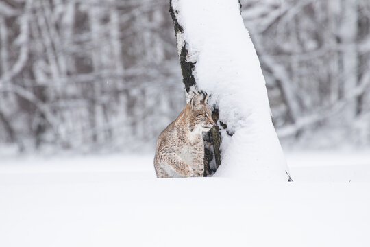 A young lynx walking gracefully on snow near the edge of a dense forest, its sharp eyes scanning the surroundings in the serene winter landscape.