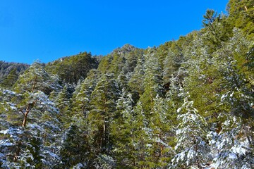 Mountain slopes covered in coniferous forest covered in snow in Karavanke mountains, Gorenjska,...