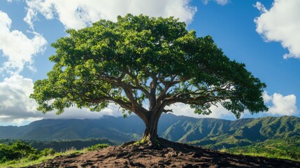 Obraz premium Resilient ancient tree with fresh green leaves symbolizing life's cycle in lush landscape nature photography vibrant outdoor scene